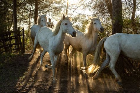 chevaux sauvages france|More.